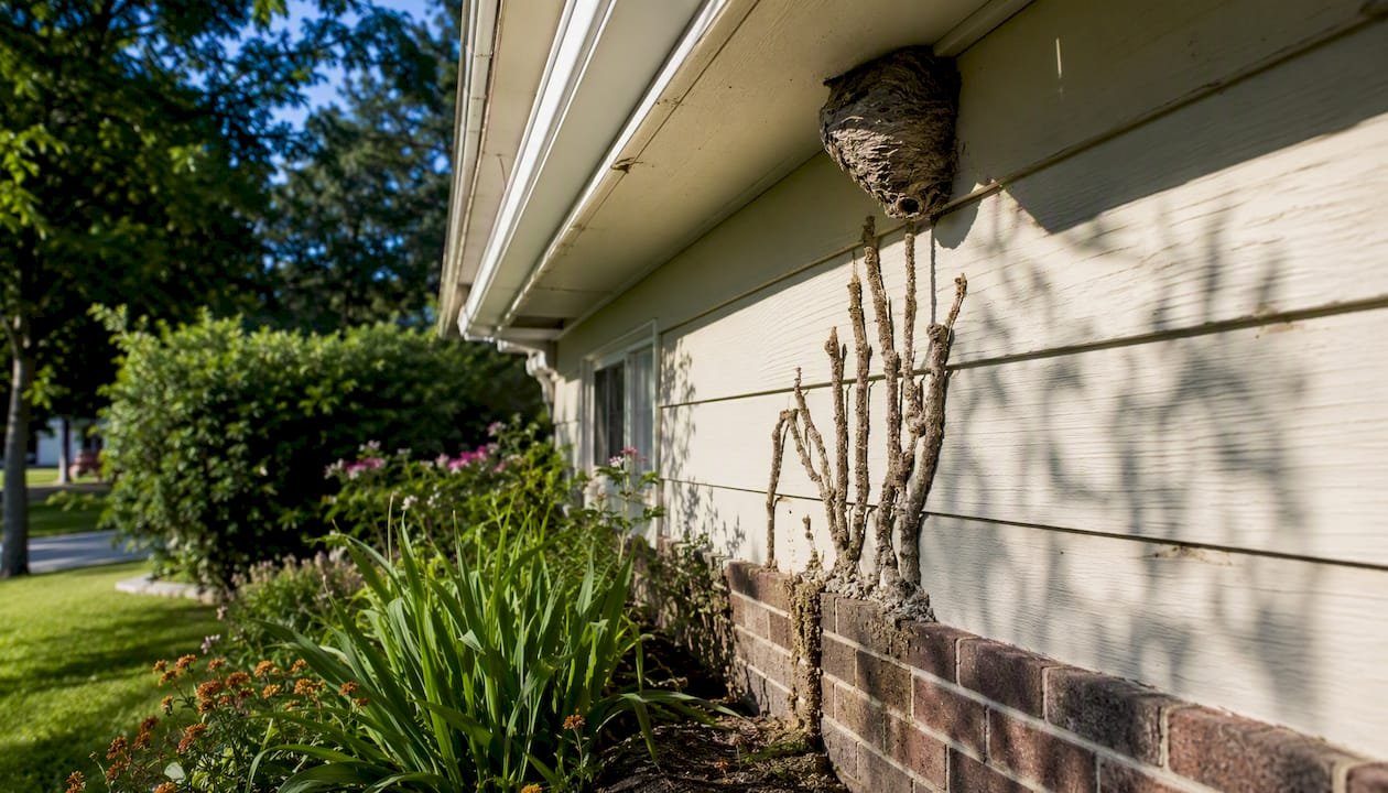 Wasp nest and termite mud tubes on house exterior