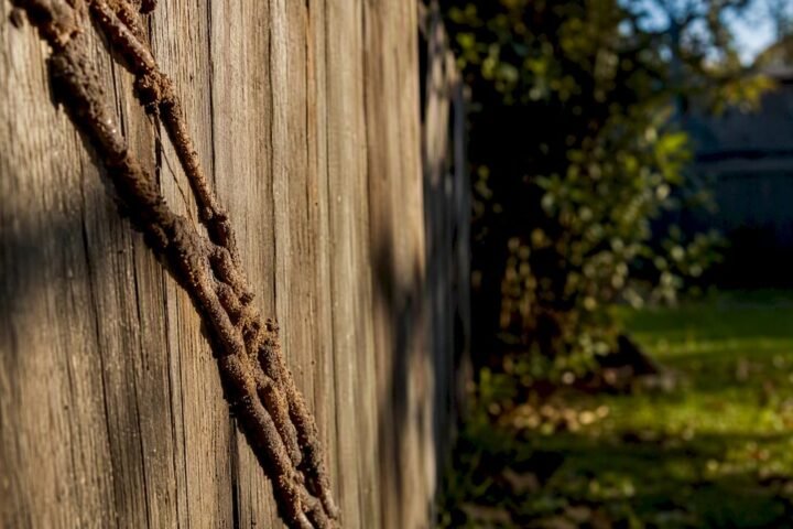 Close-up of termite mud tubes on concrete foundation