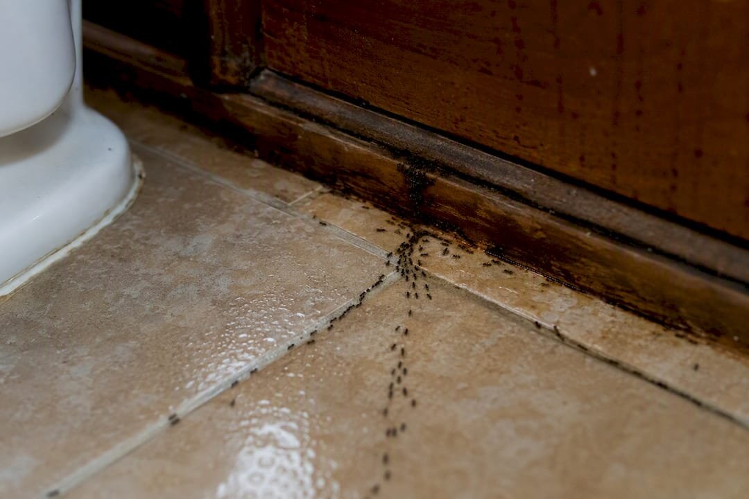 Ant trails converging behind bathroom vanity