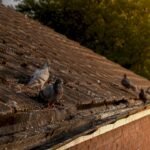 Pigeons perched on roof ledge with droppings