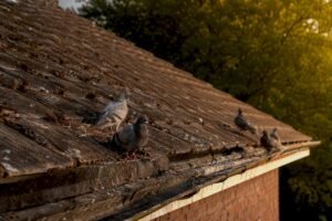 Pigeons on Roof? Humane Fixes You Can Start Today