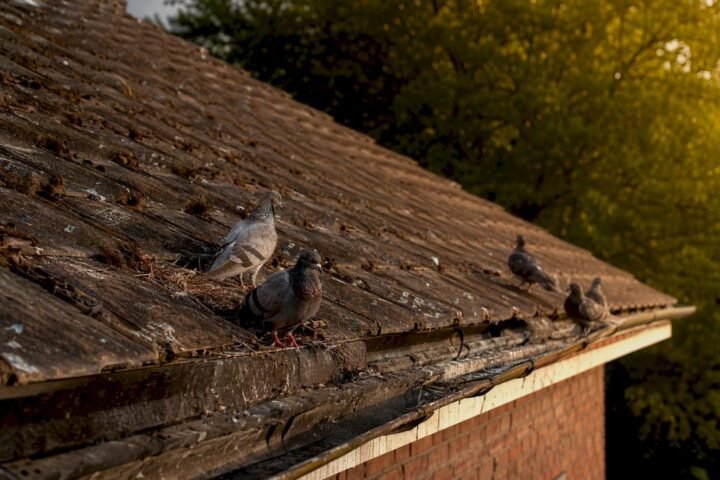 Pigeons perched on roof ledge with droppings