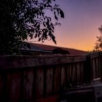 Roof rat climbing power line at dusk
