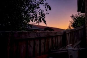 Rat in Roof: How to Spot, Remove, and Keep Them Out