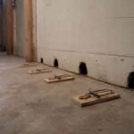 Mouse holes in wall with snap traps set