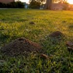 Ant mounds on suburban lawn in sunlight