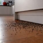 Close-up cockroach droppings clustered in kitchen corner