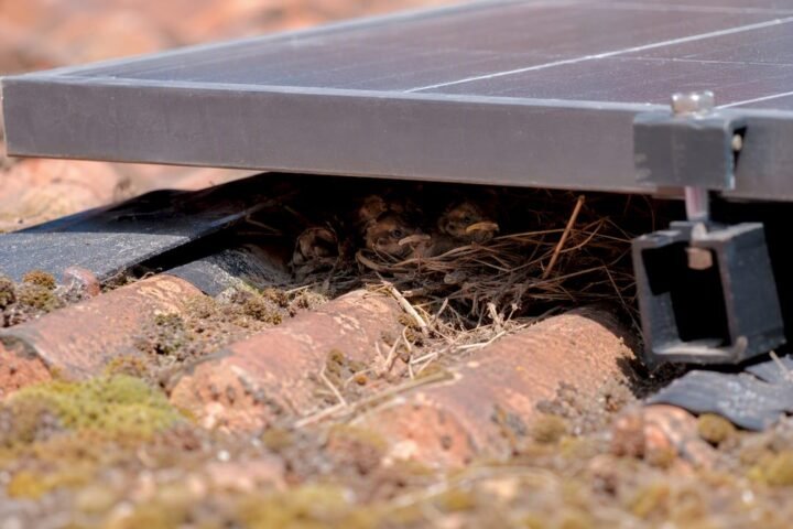 Pigeon nest under a solar panel gap