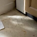 Cockroach droppings on kitchen floor near cupboard