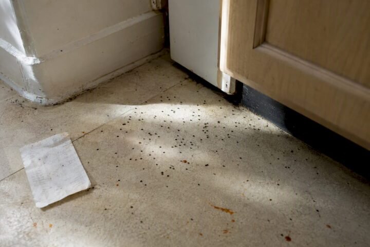 Cockroach droppings on kitchen floor near cupboard
