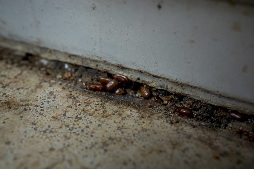 Cockroach egg casings tucked in kitchen cracks