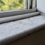 Close-up of bird mites crossing window sill