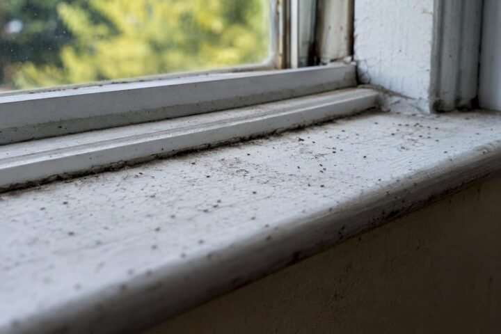 Close-up of bird mites crossing window sill