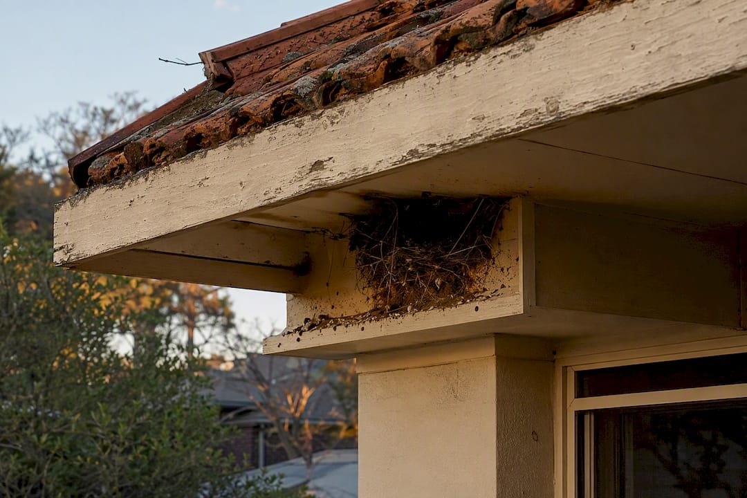 Bird nest under roof eaves