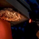 Paper wasps on an open umbrella nest