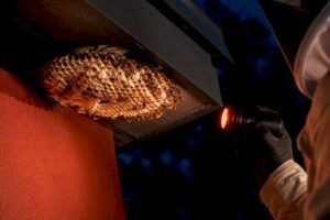Polistes & Ropalidia: Night Treatment for Paper Wasp Nests in Australia