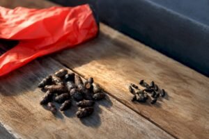 3–6 mm vs 12–18 mm: Identify Rat vs Mouse Droppings for Homeowners