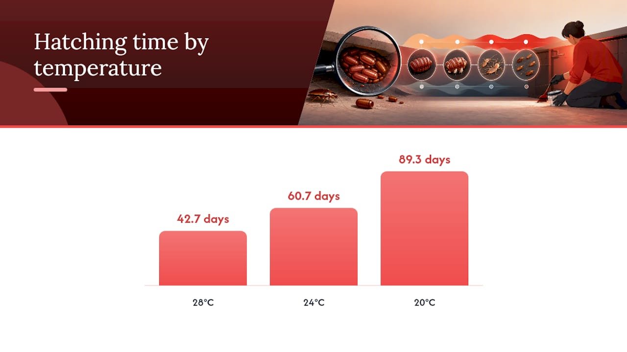 How Long Does It Take for Cockroach Eggs to Hatch? — overview diagram