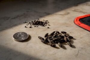 Homeowners: Smear, Photo, Coin to ID Mouse vs Roach Droppings