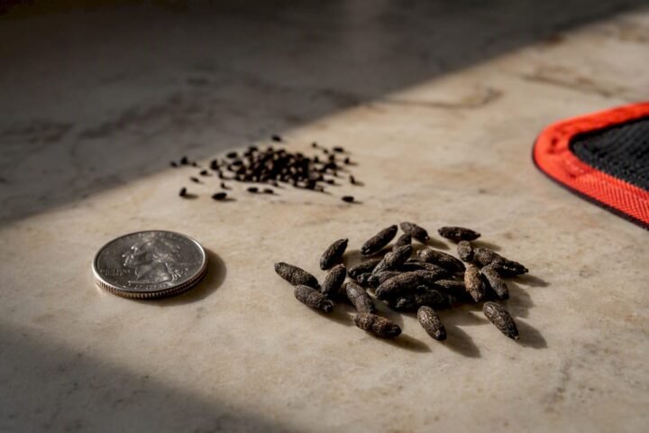 Mouse and roach droppings beside coin