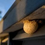 Spider egg sac attached beneath roof eave