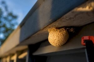 600 Eggs in One Sac? Spider Egg Sac ID and Safe Removal in Australia