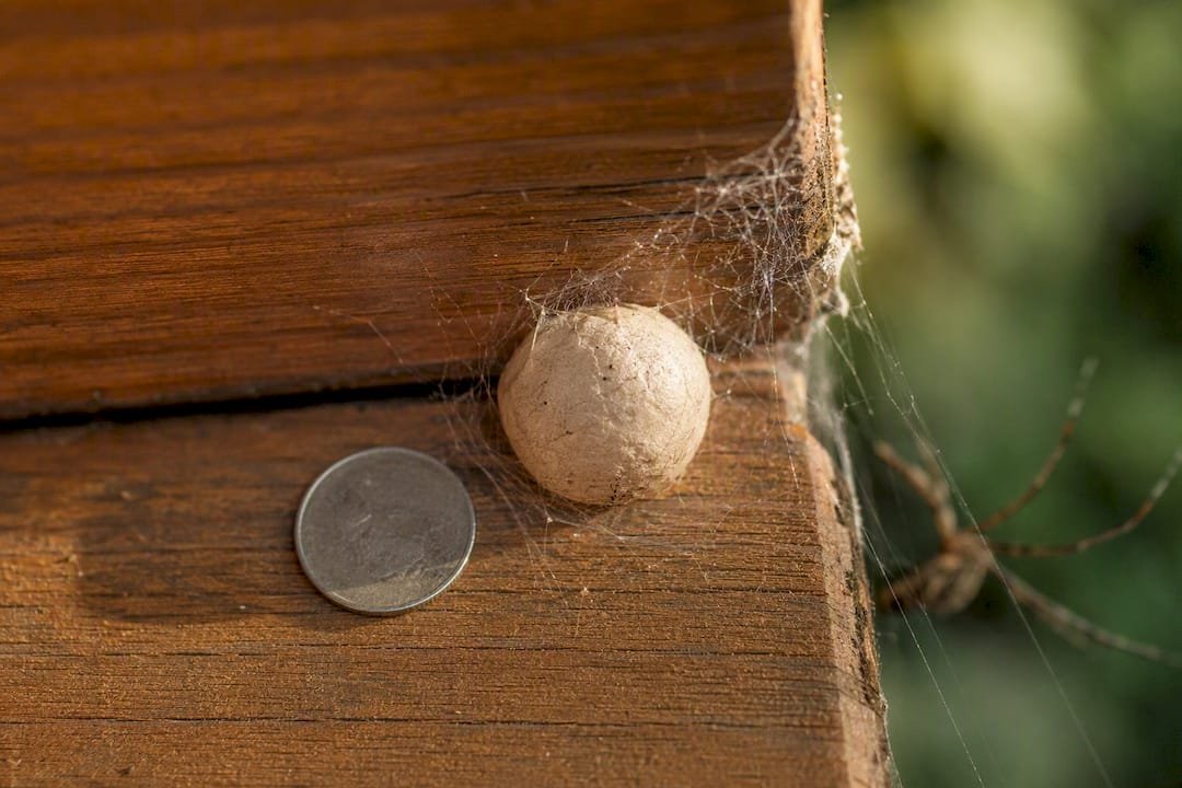 Spider egg sac beside coin for scale