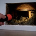 Hidden rat carcass inside insulated wall cavity