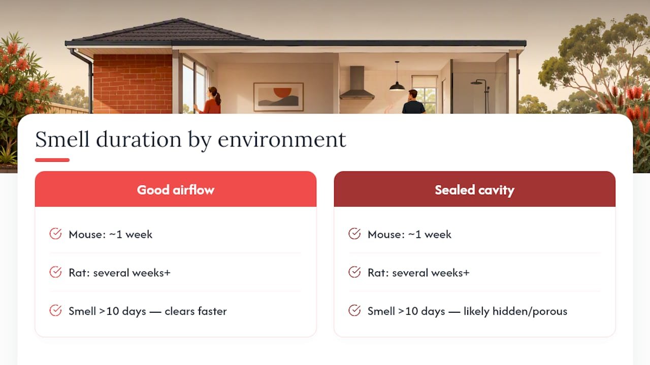 Comparison of mouse and rat odour duration