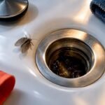 Drain fly beside biofilm in bathroom drain