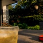 European wasp near outdoor property dining area