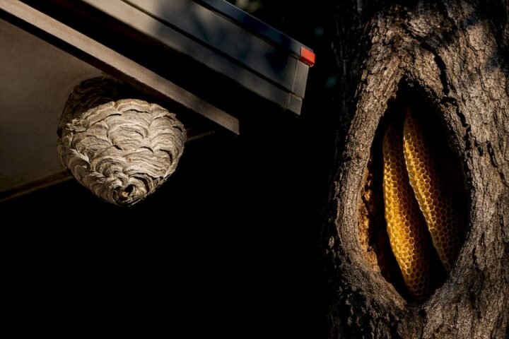 Papery wasp nest beside golden bee honeycomb