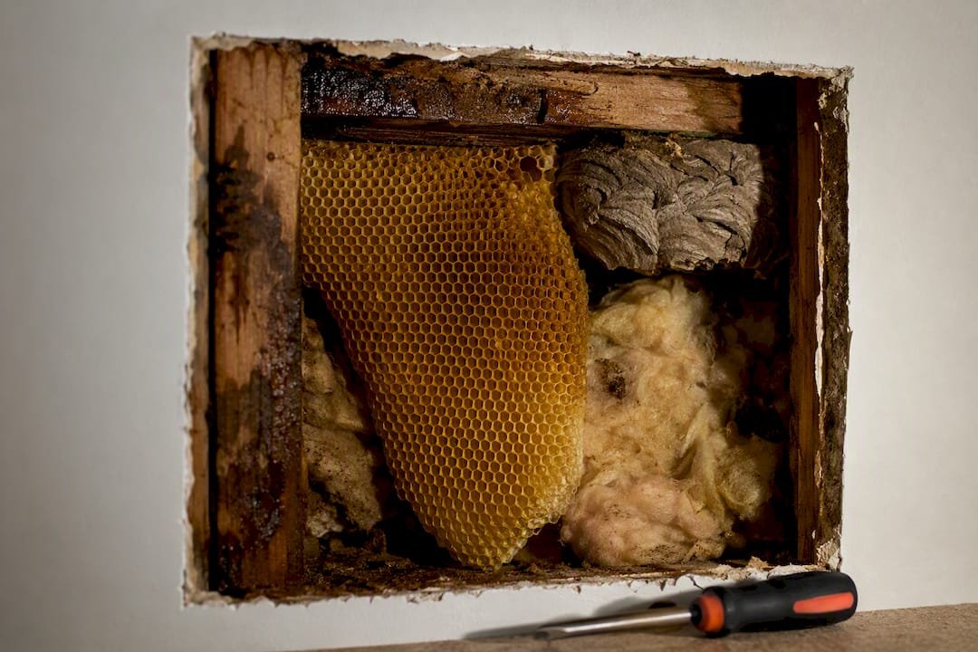 Honeycomb and nest material inside wall cavity