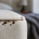 Professional header image for industry analysis: Are Bed Bugs Common in Australia? What Canberra Residents...