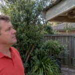 Homeowner observing paper wasp nest safely