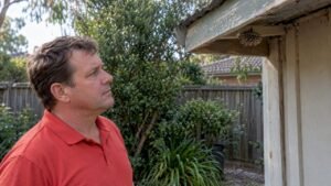 Identify and Report Wasp Nests Safely in Australian Yards