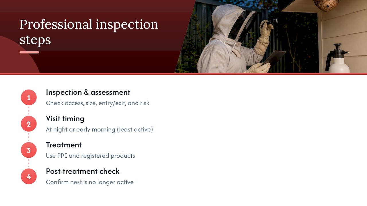 What a professional wasp inspection actually involves — overview diagram