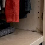 Silverfish beside damp wardrobe corner