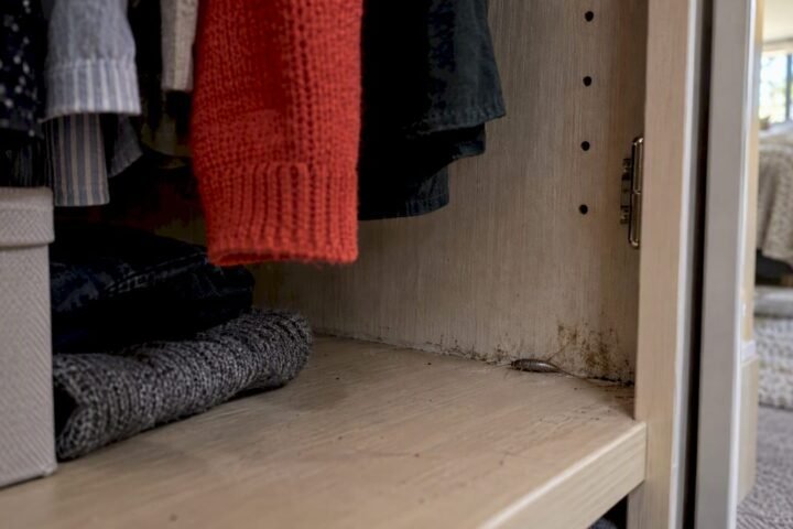 Silverfish beside damp wardrobe corner