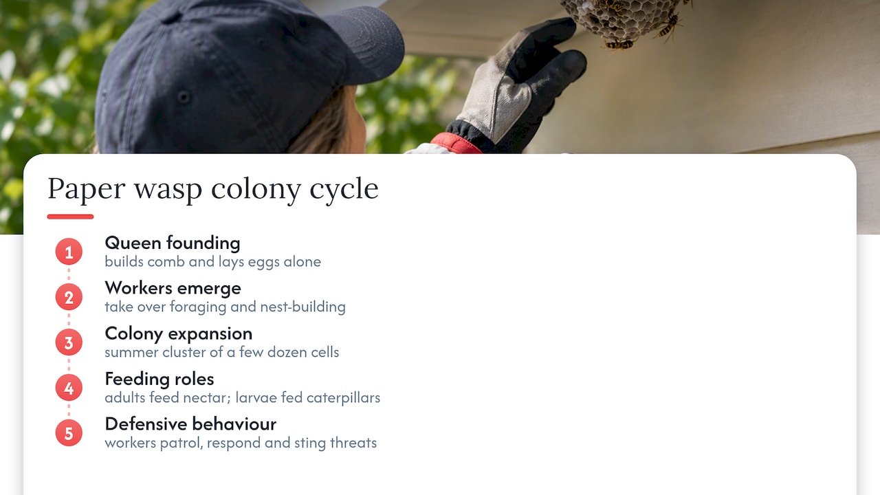Paper wasp colony cycle and behaviour