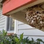 Open Australian paper wasp nest under eave