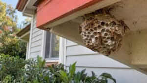 Avoid DIY: Identify Australian Paper Wasps and Book a Free Inspection