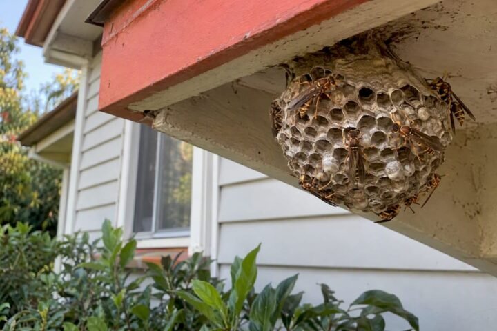 Open Australian paper wasp nest under eave