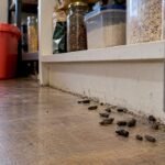 Rat droppings clustered beside pantry skirting
