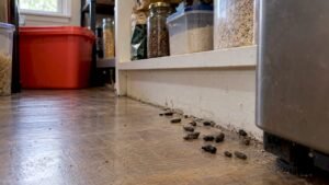 12–18 mm Droppings? 5 Places Australian Homes Should Check for Rats