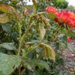 Green aphids clustered on rose stems