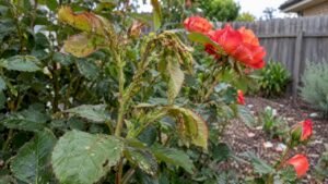 Aphids on Roses: Water First, Sprays If Needed in Australia