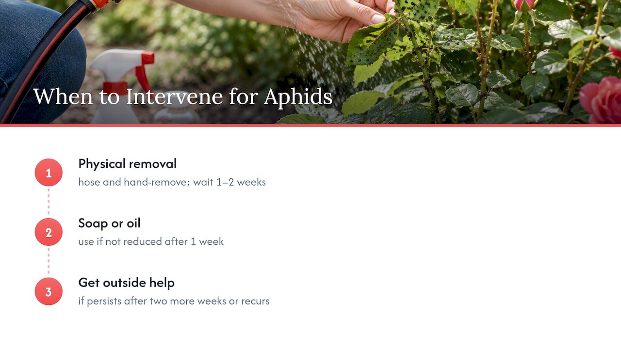 Patience first, intervention when it is earned — overview diagram