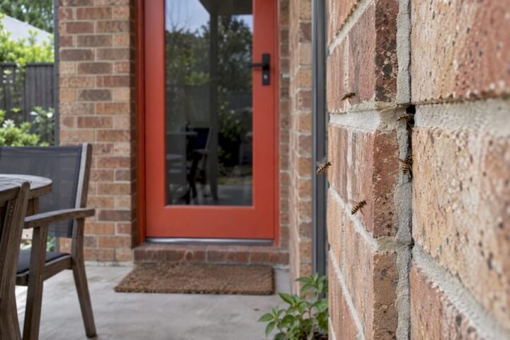 Wasps entering a wall gap beside patio door