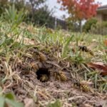 European wasps entering a lawn nest